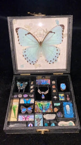 Wings of Moonlight – Kent White Morpho Butterfly Specimen Gift Box